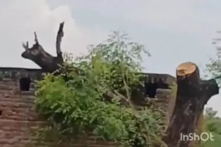 संडीला: कछौना थाने के सुठेना गांव के बाहर स्थित बाग में आम और नीम के प्रतिबंधित पेड़ों को काटा गया