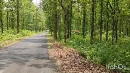 उदयपुर धरमजयगढ़: धरमजयगढ़ क्रोन्धा मार्ग पर जंगल किनारे हाथी दिखा, आवागमन प्रभावित