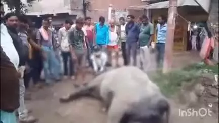 बिंदकी: बिंदकी कस्बे के ललौली रोड मैनी कुआं के समीप बिजली के खंबे के करंट में चिपककर एक भैंस की हुई मौत