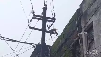होशंगाबाद नगर: सातरास्ते में बिजली के पोल से करंट लगने से बंदर की मौत, बिजली विभाग ने नहीं हटाया शव