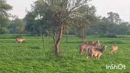मल्हारगढ़: नीलगाय का आतंक, किसानो की खड़ी फसल को कर रही बर्बाद, नीलगाय के आतंक मिले मुक्ति,किसानों की मांग#जनसमस्या 


l