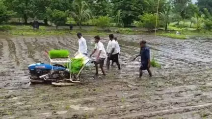 कर्जत: कर्जत तालुक्यात तांत्रिक पद्धतीने शेतीची लागवड