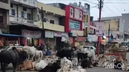 सिवनी मालवा: आवारा मवेशियों के मालिक पर होगी FIR, नगर पालिका जल्द चलाएगी अभियान: सीएमओ