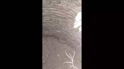 कांठ: तहसील क्षेत्र के ग्राम मनकुआं के जंगल में बोरिंग के गड्ढे में गिरा तेंदुए का शावक