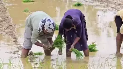 पत्थलगांव: पत्थलगांव क्षेत्र में 10 दिनों से बारिश होने से किसान परेशान, खेती करने में हो रही परेशानी

 #jansamasya