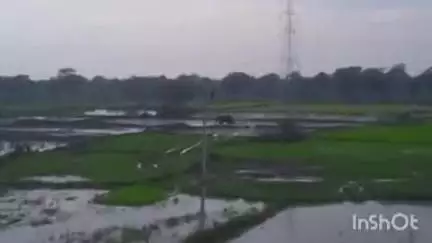 कुरूद: कुरूद ब्लाक के ग्राम बिजनापुरी, सेंचुआ बगदेही, रिवागहन में हाथी कर रहा विचरण, वन विभाग ने जारी किया अलर्ट
