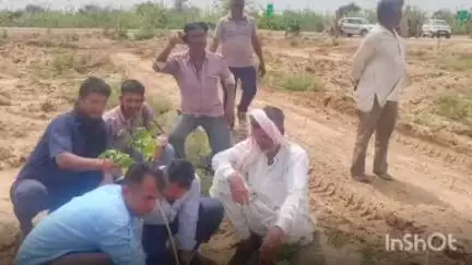 पोकरण: जालोडा पोकरणा ग्राम पंचायत के दूधिया गांव में केसर उद्यान में ग्रामीणों और प्रशासनिक अधिकारियों ने लगाए 1100 पौधे