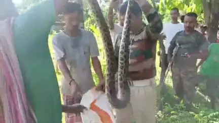 কুমারগ্রাম: কুমারগ্রামের মধ্য হলদিবাড়িতে লোকালয় থেকে অজগর উদ্ধার করলেন বনকর্মীরা
