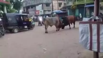 ଜଗତସିଂହପୁର: ଗଙ୍ଗଦାହାଟ ରେ ଷଣ୍ଢ ଲଢେଇ, ଦୋକାନ ବଜାର ଭାଙ୍ଗିବା ସହ ଦୁଇ ବରିଷ୍ଠ ବ୍ୟକ୍ତିଙ୍କୁ ଗୁରୁତର ଅବସ୍ଥାରେ ଡ଼ାକ୍ତରଖାନାରେ ଭର୍ତ୍ତି ନାଉଗାଁ