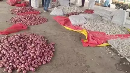 कालापीपल: कालापीपल मंडी में लहसुन के भाव में ₹500 प्रति क्विंटल की गिरावट
