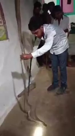 सहसपुर लोहारा: ग्राम परसहा में एक व्यक्ति के घर में घुसे जहरीले नाग सांप को स्नेक रेस्क्यूवर ने सुरक्षित किया