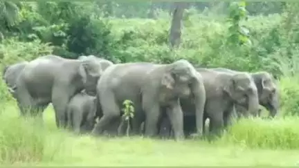ଖୋର୍ଦ୍ଧା: ଗୋଦାସାହି ଜଙ୍ଗଲରେ ହାତୀ ଆକ୍ରମଣରେ ସୁରକ୍ଷା କର୍ମଚାରୀ ଗୁରୁତର