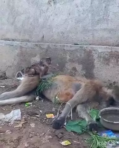 भातकुली: *वाठोडा शुक्लेश्वर येथे पिसाळलेल्या माकडाच्या हल्ल्यात मादी माकडाचा मृत्यू तर बछडा गंभीर जखमी*