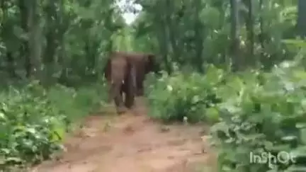 বরজোড়া: বাঁকুড়া উত্তর বনবিভাগের তরফে মোট হাতির অবস্থান রয়েছে ৩টি বড়জোড়ায় এলাকায়