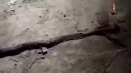 बिसवां: चंदौली गांव में खेत में धान की रोपाई के दौरान जहरीले सर्प के डसने से किशोर की हुई मौत, झाड़-फूंक में बिगड़ी हालत