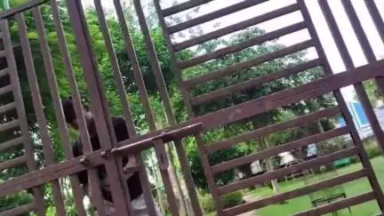 जौरा: जौरा शहर में असामाजिक तत्वों ने पुराना हॉस्पिटल रोड स्थित दीनदयाल पार्क के गेट का ताला तोड़ा