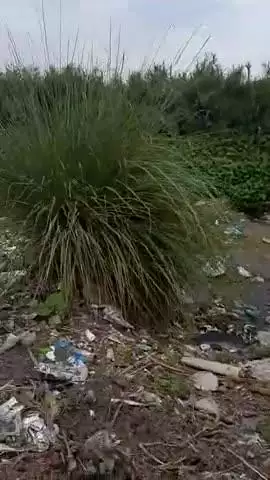 ब्लॉक दहेंगवां।गांव पड़रिया।मैं तलब के चारों तरफ गांव के लोगों ने घूर डालकर  तालाब को आधे से ज्यादा अस्त व्यस्त  किया।#