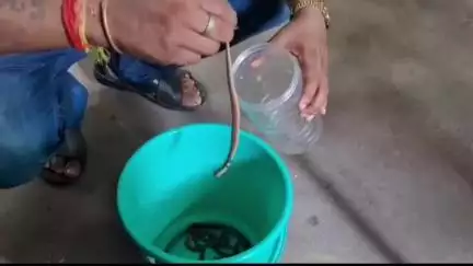 জলপাইগুড়ি: জলপাইগুড়ি কেন্দ্রীয় সংশোধনাগারে গিজগিজ করছে বিষাক্ত সাপের ছানাপনা