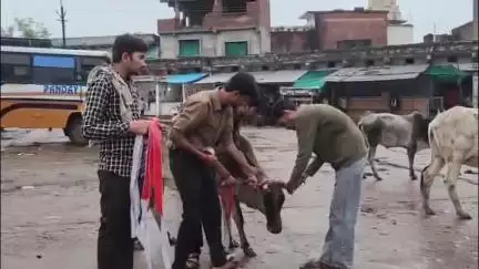 सिमरिया: युवाओं की नेक पहल, गौवंश को सड़क दुर्घटनाओं से बचाने के लिए पहनाई जा रही रेडियम पट्टियां