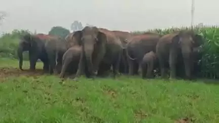 बरकागाँव: कांडतरी एवं सांढ गांव में हाथियों का आतंक, ₹27 लाख के सामान व फसलें नष्ट