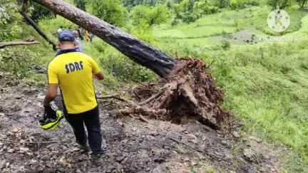 टिहरी: घनसाली के पिलखी-नैल गांव के समीप स्कूल से घर लौट रहे 2 स्कूली बच्चों पर गिरा पेड़, दोनों की हुई दर्दनाक मौत