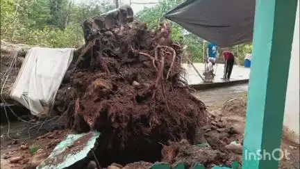 भोरंज: दशमल गांव की महिला पर गिरा पीपल का पेड़, महिला की मौके पर हुई मौत