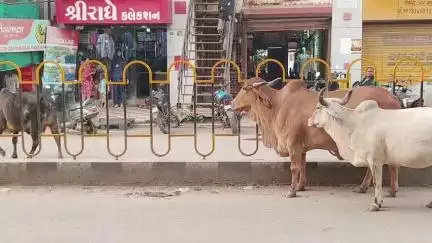 વાઘોડિયા: વાઘોડિયા ના મુખ્ય માર્ગો પર રખડતા પશુઓનો ત્રાસ, નગરપાલિકા નો ઢોર ડબ્બો શોભના ગાંઠિયા સમાન