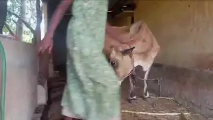 சின்ன சேலம்: எடுத்தவாய்நத்தம் காட்டுகொட்டாய் பகுதியில் எட்டாவது முறையாக இரண்டு கன்றுகளை ஈன்ற பசுமாடு வியப்புடன் பார்த்துச் செல்லும் பொதுமக்கள்