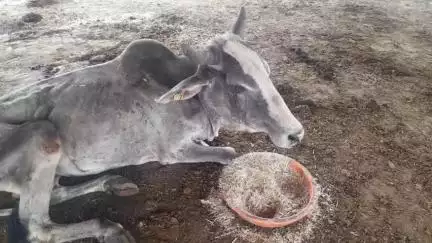 डीग: श्री घनश्याम गौशाला सेऊ में सांसें लेती हुई मौत की प्रतीक्षा कर रहा गौवंश, कहीं कुत्ते खा रहे, कहीं कौवे नोच रहे