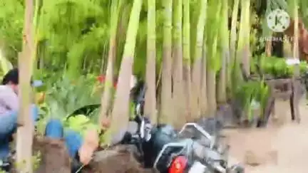 दौसा: शहर के आगरा रोड पर DO ऑफिस के सामने दो सांडों की लड़ाई में 2 बाइक सवार व एक अन्य युवक हुआ घायल
