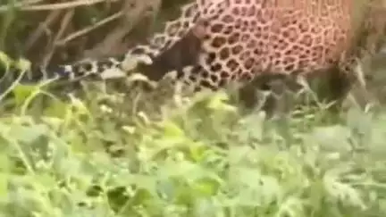 कांठ: नयागांव कासमपुर में ग्रामीणों ने देखा तेंदुआ, वन विभाग को दी सूचना