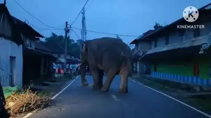 ঝাড়গ্রাম: জঙ্গলমহলে মানুষ-হাতি সংঘর্ষের স্থায়ী সমাধানের দাবি জানিয়ে সাংসদকে  চিঠি দিল জঙ্গলমহল স্বরাজ মোর্চা