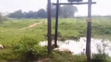 कसमार: मोचरो गांव में बिजली के करंट से तीन मवेशियों की हुई मौत