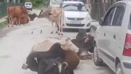 कर्णप्रयाग: सिमली का मोटर पुल बना आवारा पशुओं का अड्डा, लोगों को आवागमन में हो रही परेशानी