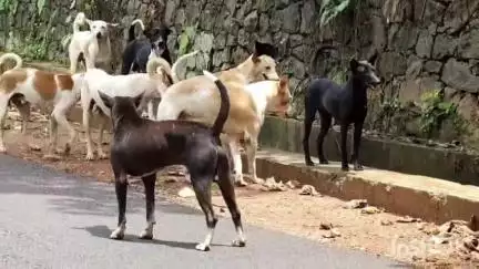 പട്ടാമ്പി: ശല്യത്തിന് അറുതിയില്ല, കൂറ്റനാട് തെരുവുനായ ആക്രമണത്തിൽ അഞ്ചു പേർക്ക് പരിക്ക്