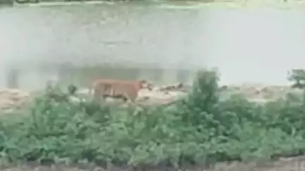 কুলতলি: আবারো বাঘের গর্জনে আতঙ্কিত দেউল বাড়ির নাইয়া পাড়ার মানুষজন
