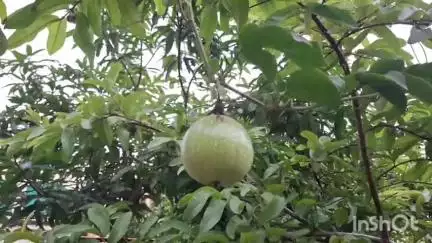 जालना: जालन्यात अंबड रोडवर वेलीला पॅशन फ्रूट फळं लागडले...

*