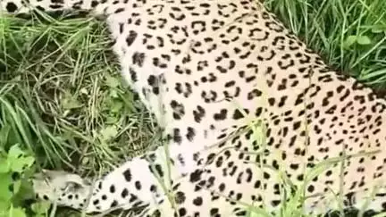 कुम्भलगढ़: कुंभलगढ़ के मोरचा गांव में पैंथर की मौत, बंदर का शिकार करते समय ट्रांसफॉर्मर से टकराने से करंट लगने से हुई जान गई