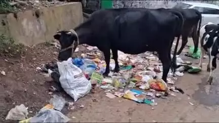 உதகமண்டலம்: ஊட்டியின் சாலைகளில் குவியும் குப்பைகள்  பசுமை நகரம் குப்பை நகரமாக மாறுவதாகபொதுமக்கள் குற்றச்சாட்டு