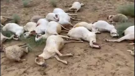 लूनकरनसर: मकड़ासर गांव की रोही में आसमानी बिजली गिरने से 22 भेड़ों की हुई मौत