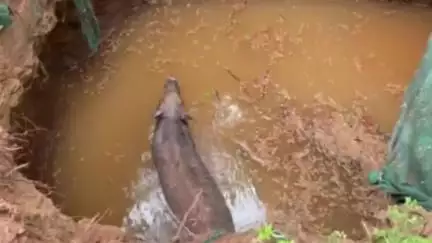 കുന്നംകുളം: എരുമപ്പെട്ടി എയ്യാലിൽ കിണറ്റിൽ വീണ കാട്ടുപന്നിയെ വെടിവച്ച് കൊന്നു