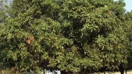 காளையார்கோவில்: மாங்கா பறிக்க மரத்தில் ஏறியவர் உயிரிழப்பு மல்லிகை நகர் பகுதியில் விசாரணை
