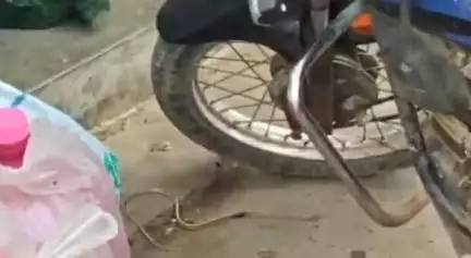 కావలి: ఆదురుపల్లి బస్టాండ్లో పాము హల్చల్