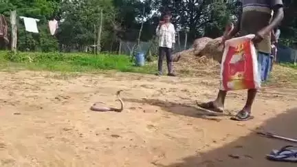 ରାଜଗାଙ୍ଗପୁର: କିରାଲଗା ଗ୍ରାମ ରୁ ବିଷାକ୍ତ ନାଗସାପ କୁ ଉଦ୍ଧାର କରି ଜଙ୍ଗଲରେ ଛାଡ଼ିଲେ ସ୍ବେଚ୍ଛାସେବୀ ସାପ ଧରାଳି