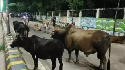 ধর্মনগর: রাস্তার উপর গবাদি পশুর কারণে সমস্যায় শহরবাসী,অর্ধেন্দু ভট্টাচার্য্য স্মৃতি ভবনের সামনের রাস্তার এমনই বর্তমান দৃশ্য