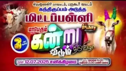 ஊத்தங்கரை: மிட்டப்பள்ளி கிராமத்தில் கன்று விடும் விழா கோலாகலமாக நடைபெற்றது - ஏராளமான மக்கள் பங்கேற்பு