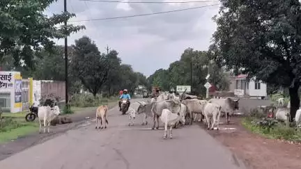 बड़वारा: ग्राम लखाखेरा में मवेशियों को खुला छोड़ने वाले पशु मालिक पर बड़वारा पुलिस ने मामला दर्ज किया