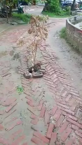 ग्राम बालूडीह पोस्ट महेवा गंज जिला लखीमपुर खीरी यह खड़ंजा 15साल पुराना लगा हुआ है गांव का मेन रास्ता है