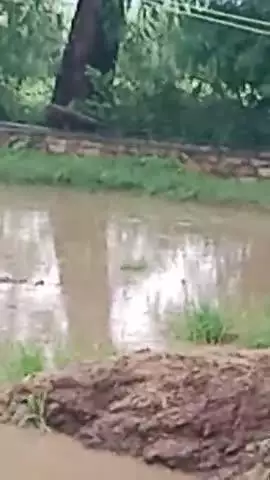 तेरे वारिस के चलते किसानों को भारी नुकसान हुआ
