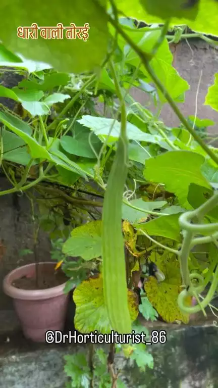 Dhari vali torai